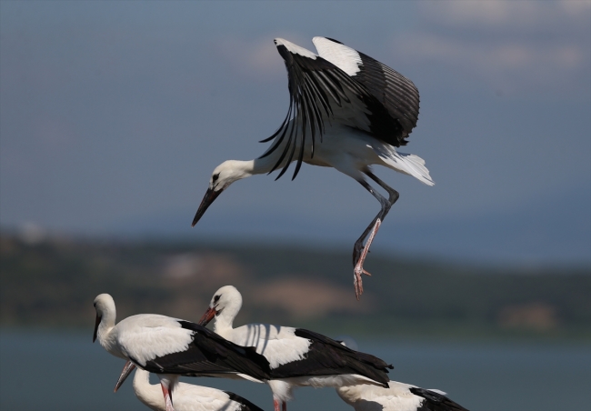 Bursa'nın 'Leylek Gölü' bu sezon binlerce ziyaretçi ağırladı